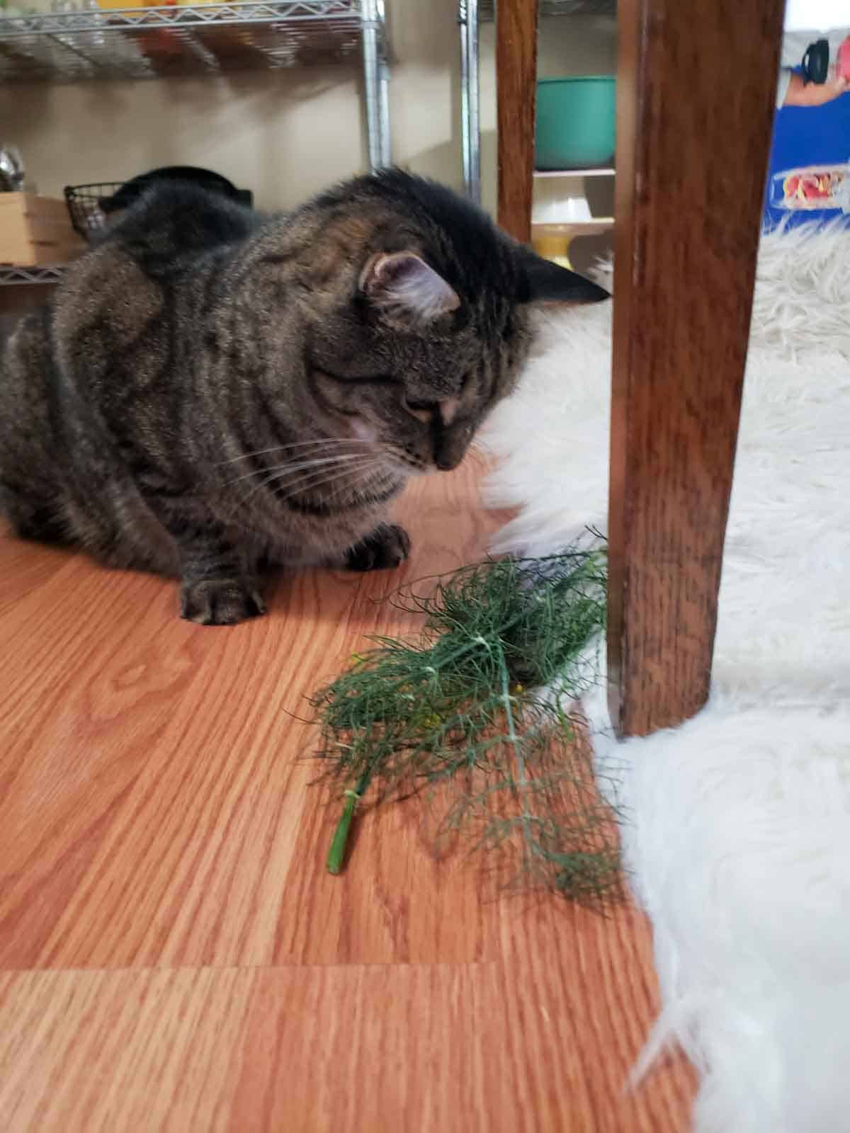 Charlie cat analyzing whether or not to eat the enticing dill weed before he is caught.