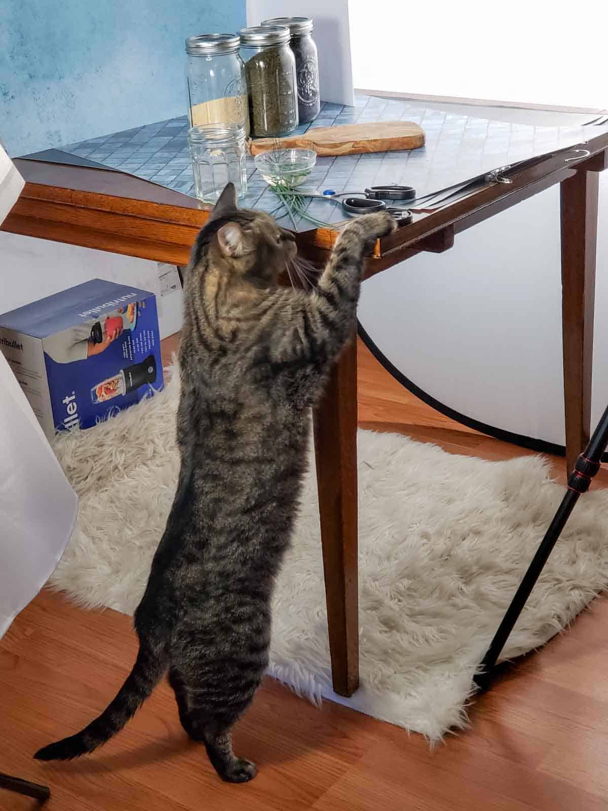 Charlie cat trying to knock things off the table setting that he deems interesting, like dill and chives.