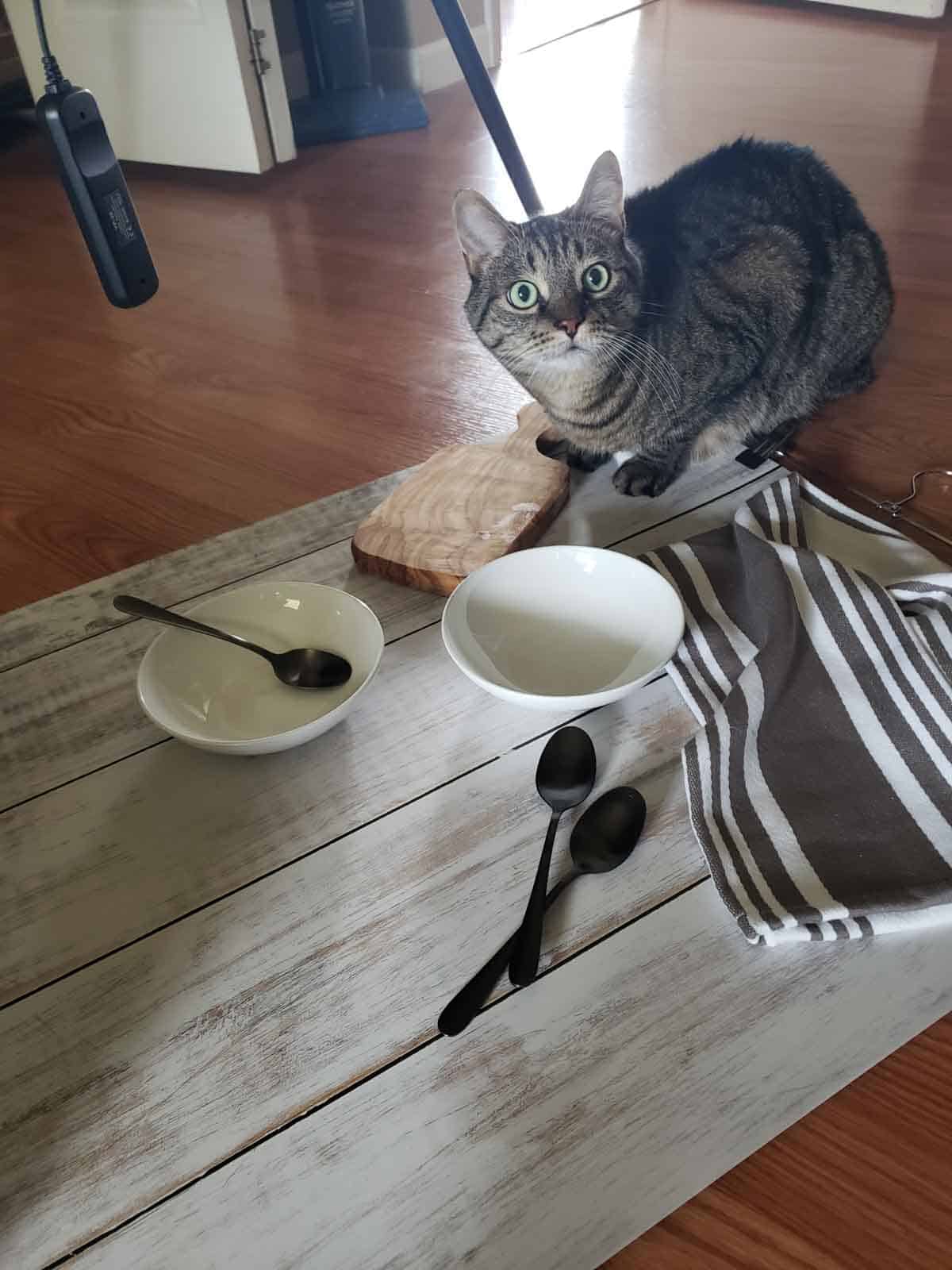 Cat sitting next to styled photo setup with bowls, spoons, and napkin.