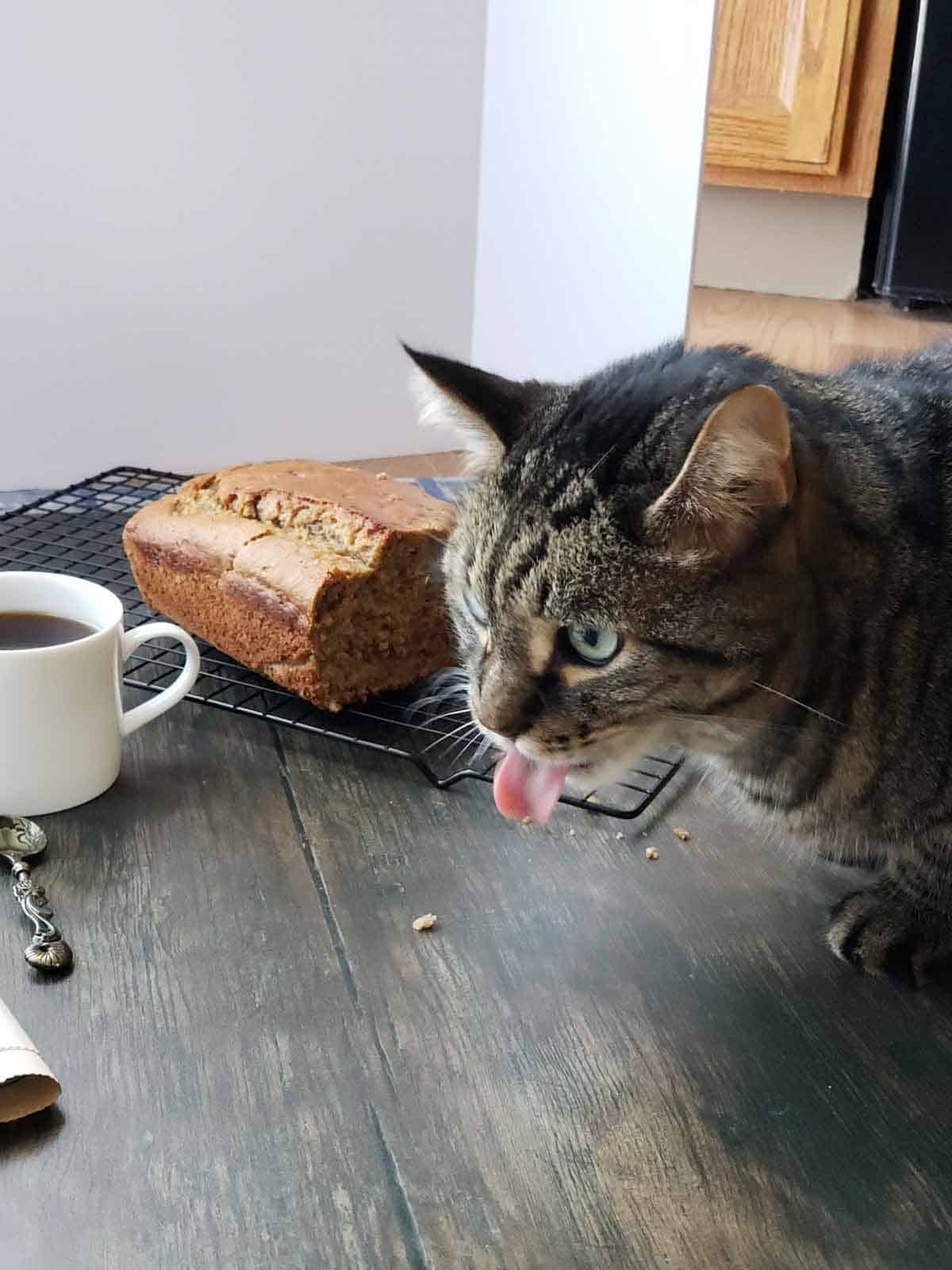 Cat licking its lips next to a loaf of banana bread on a cooling rack — caught red-pawed during the photo shoot.