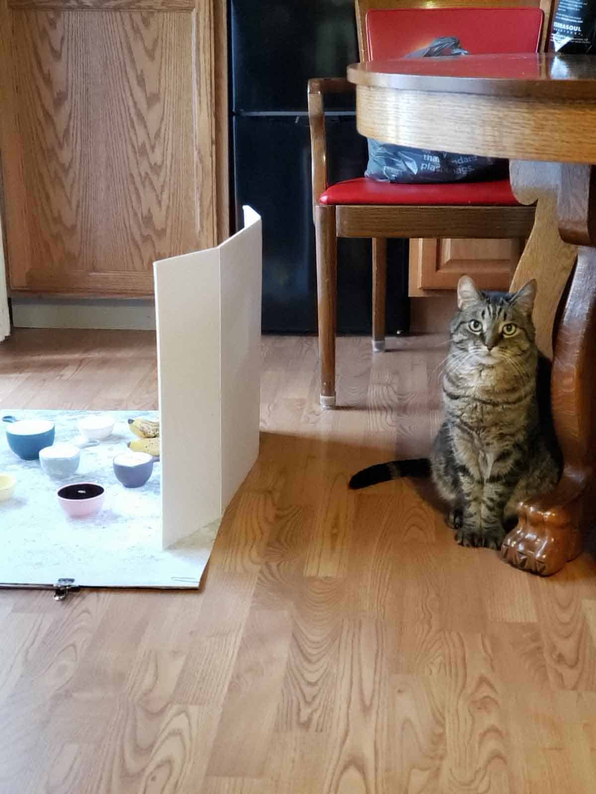 Tabby cat sitting by a photo backdrop and props, supervising the vegan banana bread photoshoot like a pro.