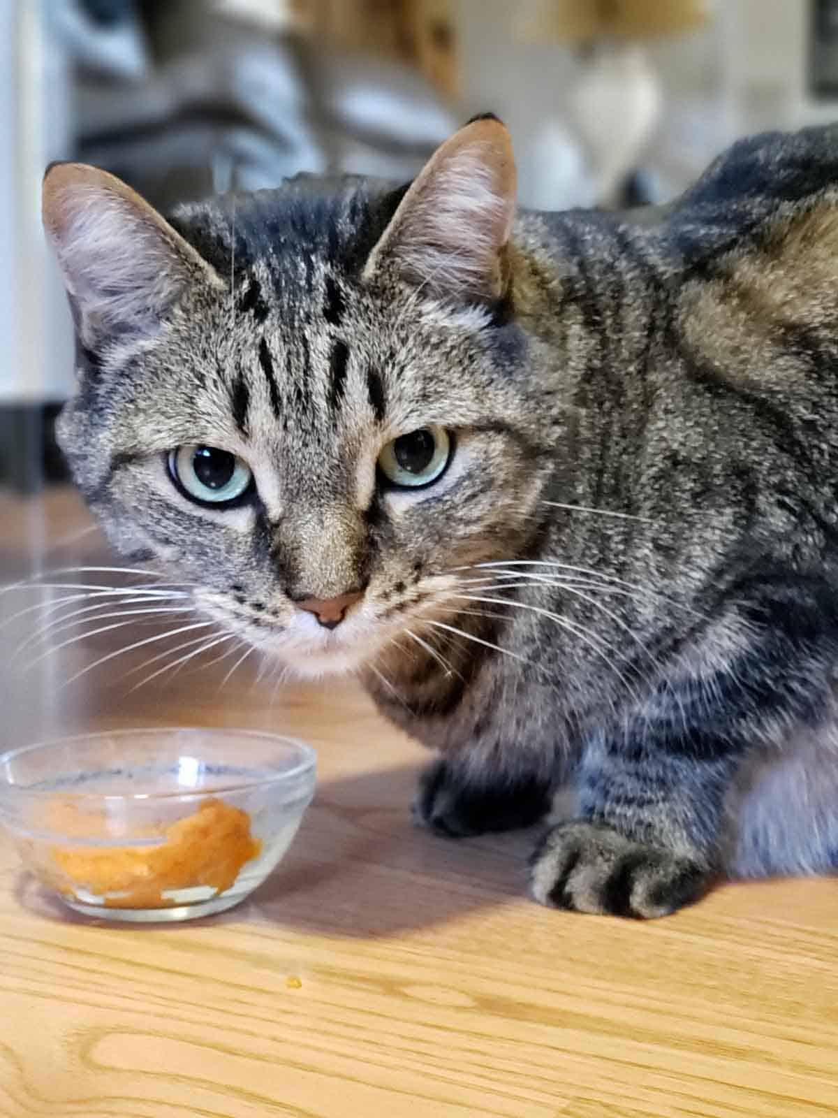 Tabby cat eating a small dish of pumpkin puree during vegan pumpkin breakfast bowl photo shoot.