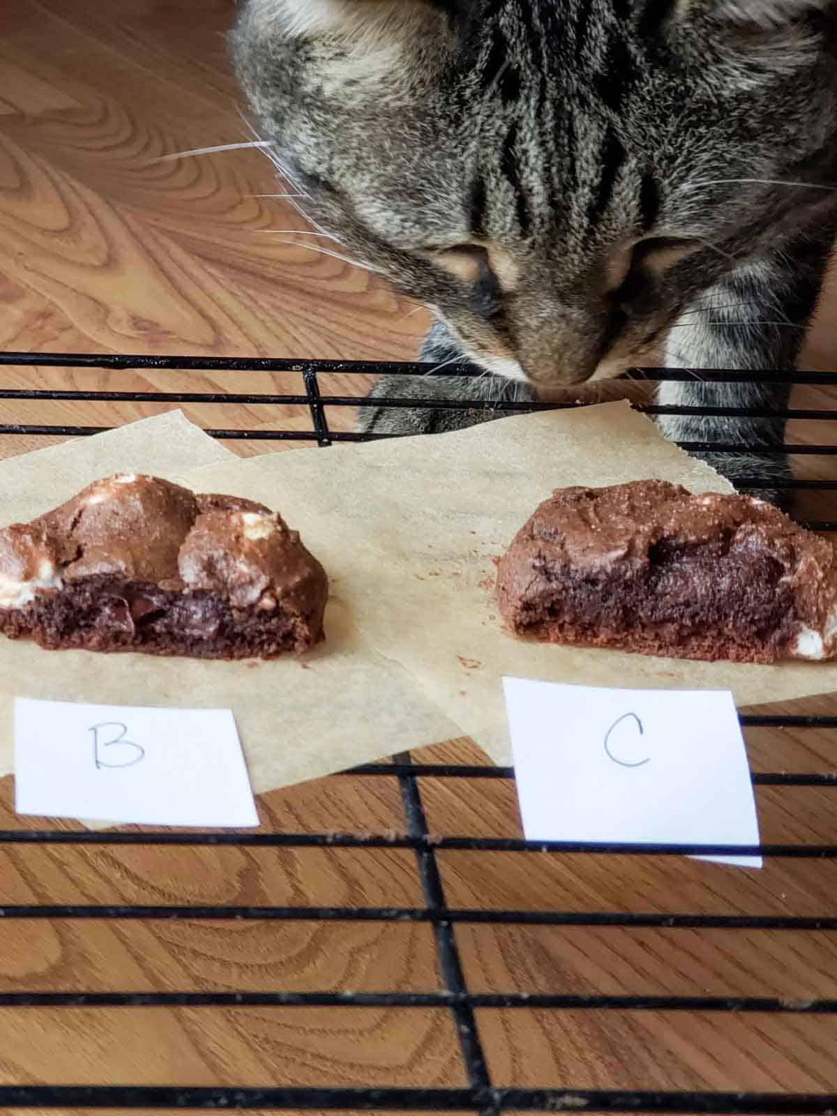 Tabby Cat sniffing freshly baked cookies on a baking sheet.