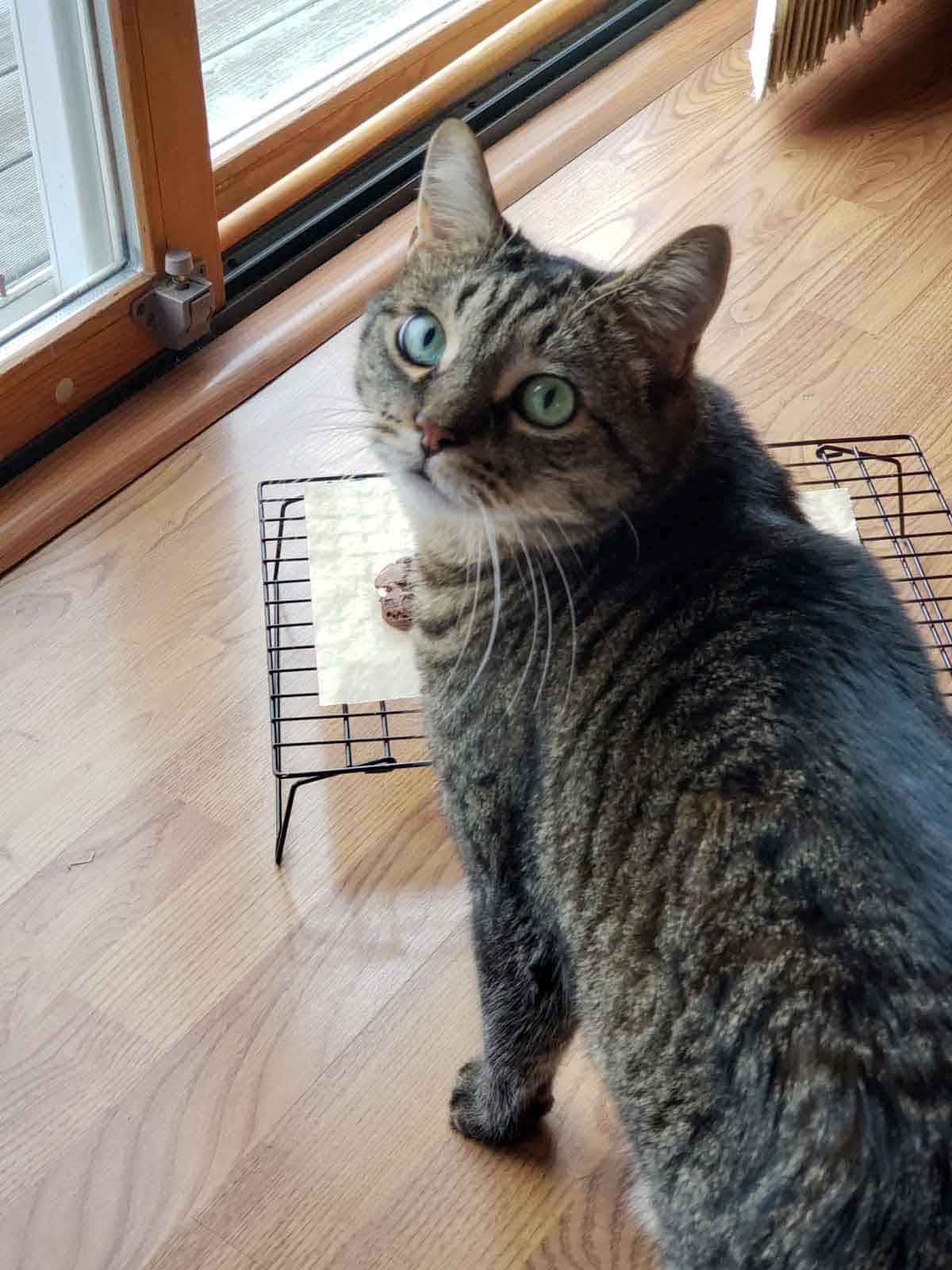 Tabby Cat standing in front of cookies on a baking sheet.