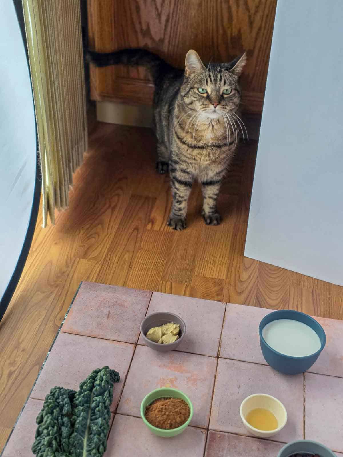Cat eyeing the waffle ingredients laid out on the floor, looking suspiciously ready to “taste-test” the plant milk.
