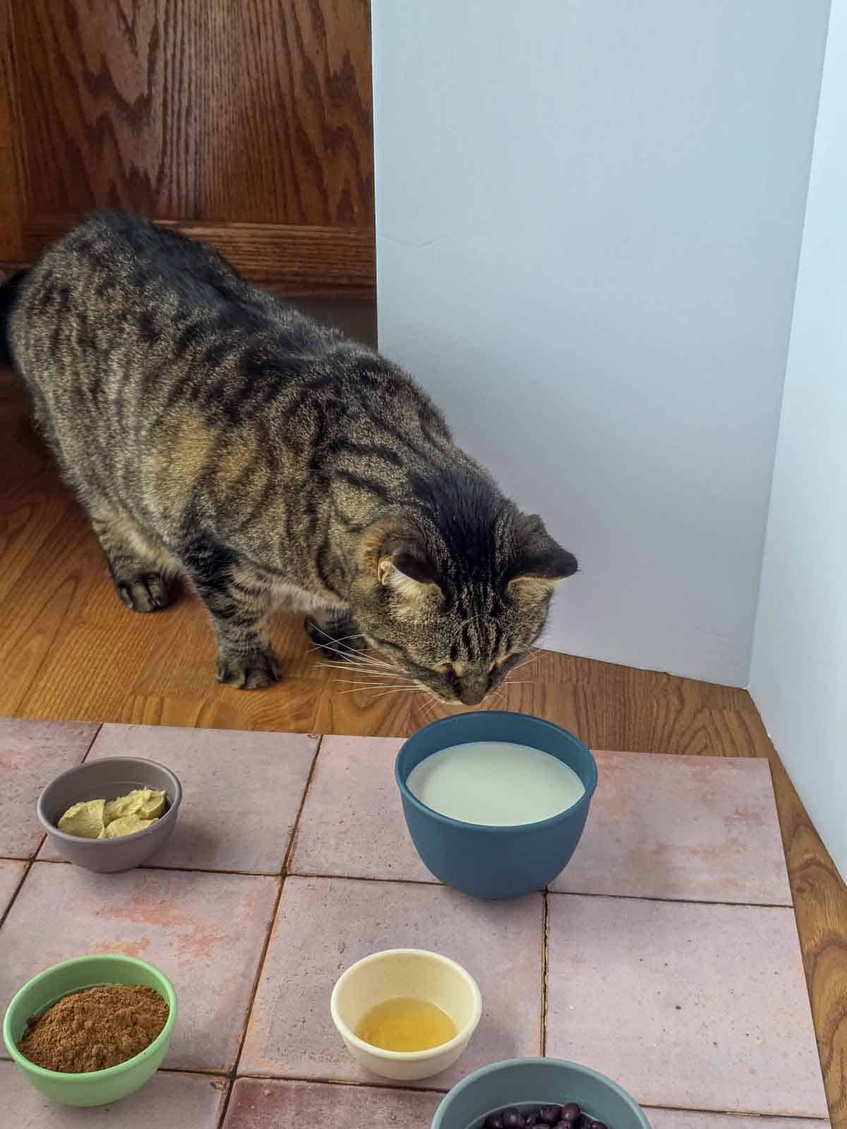 Cat leaning in to sniff a bowl of plant milk next to the chocolate waffle ingredients during recipe prep.