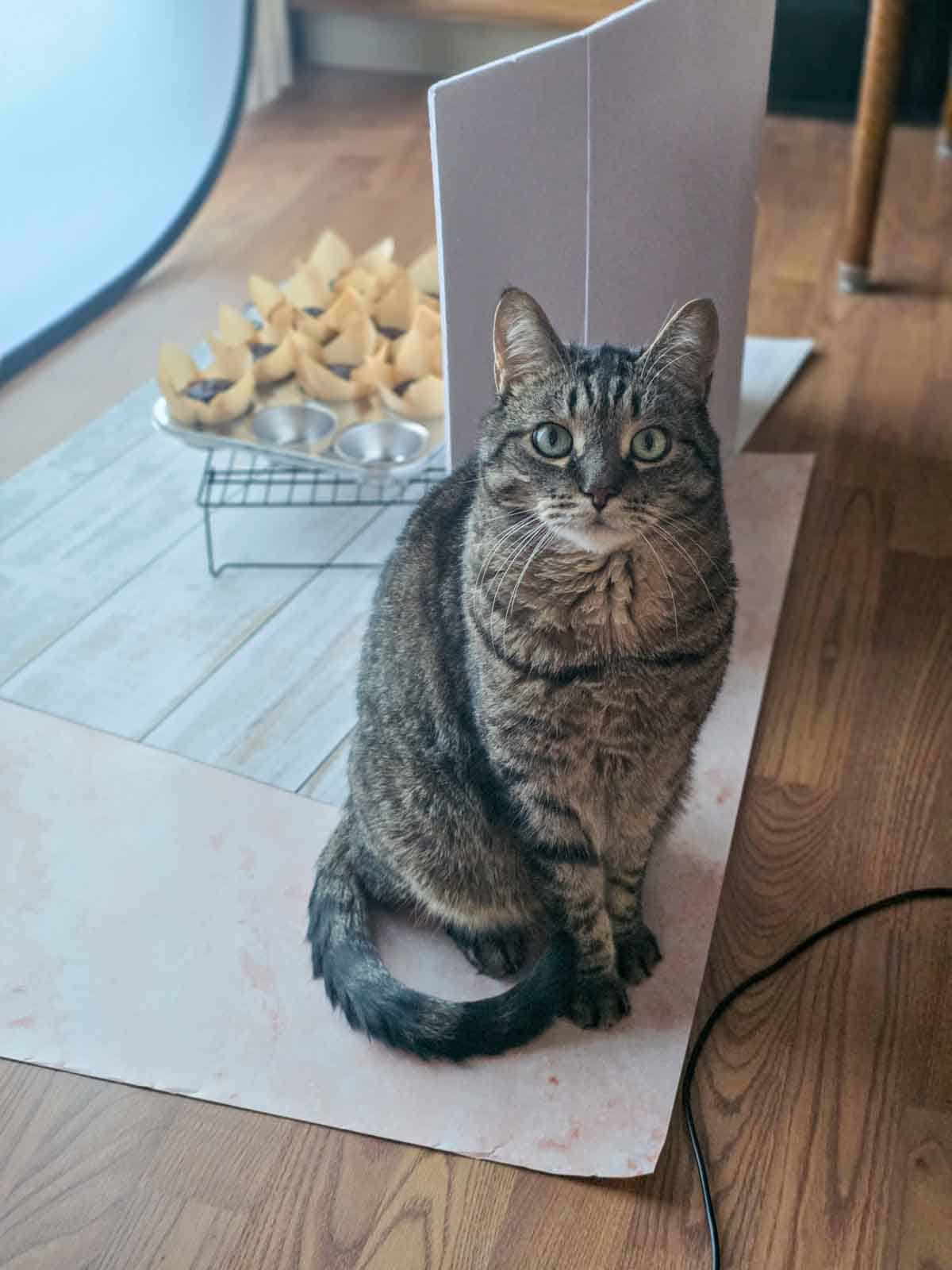 A tabby cat sitting near a batch of cupcakes cooling on a rack.