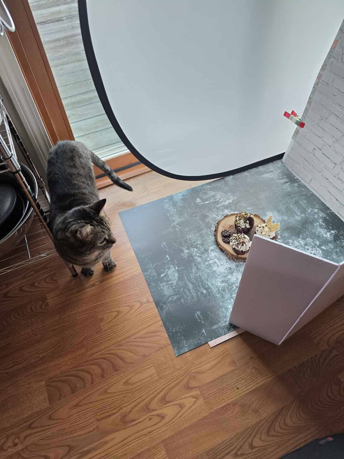 Behind-the-scenes food photography setup with cupcakes on backdrop and curious cat nearby.