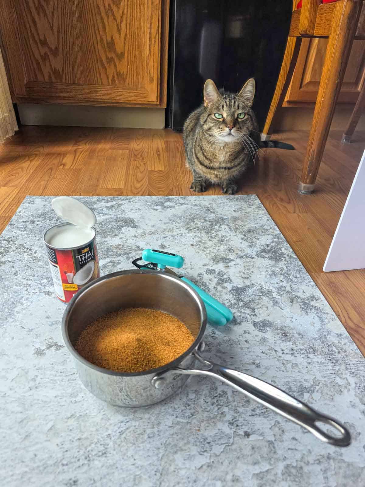 A tabby cat overseeing the ingredient flat lay that is set up on the kitchen floor.