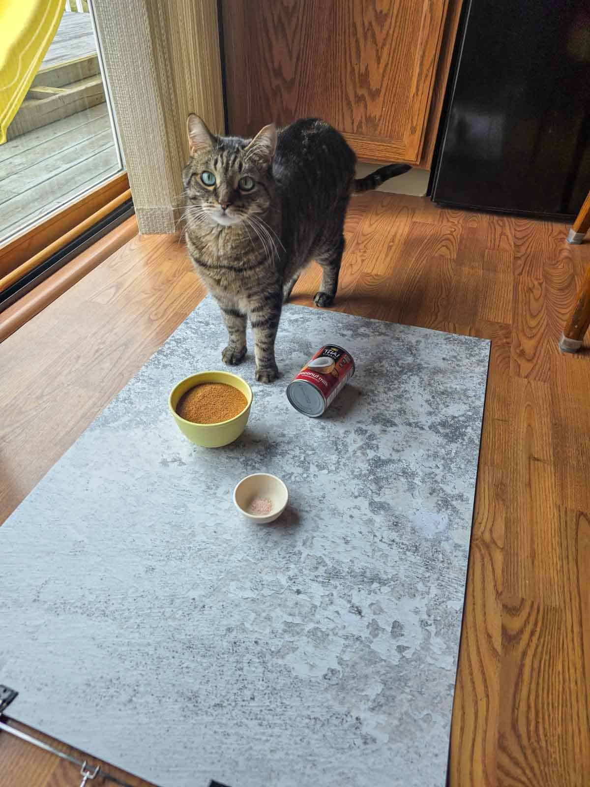 A curious tabby cat standing over a bowl of coconut sugar.