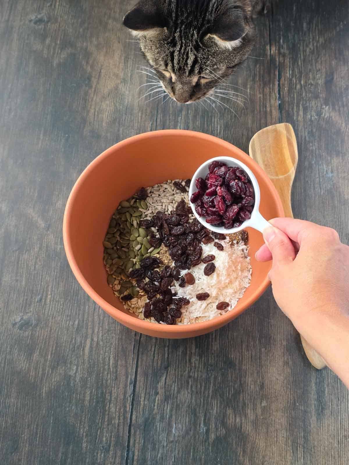 Adding dried cranberries to the granola bar mixture with a curious cat looking over the bowl.